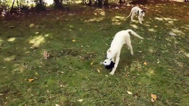 Борзые питомника Fon Ezel