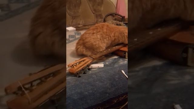 Кот играет на гитаре смотреть онлайн