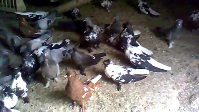 Голуби смотреть онлайн