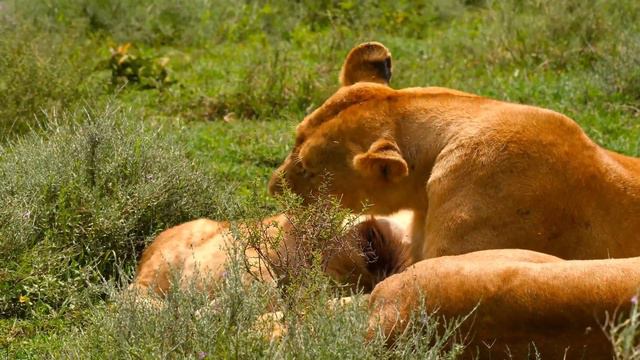 세렝게티E16 눈물이 먼저 닿는 사랑. смотреть онлайн