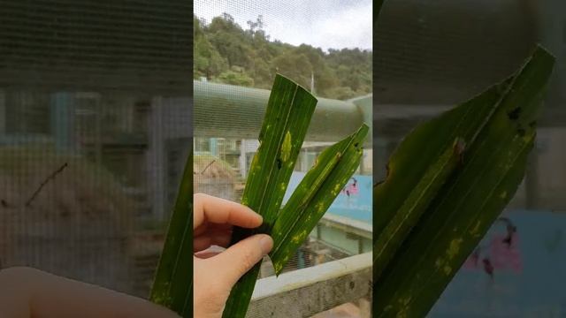 Visible & Invisible / Elymnias hypermnestra Larva & Chrysalis / 看得見與看不見 / 紫蛇目蝶幼蟲與蛹 смотреть онлайн