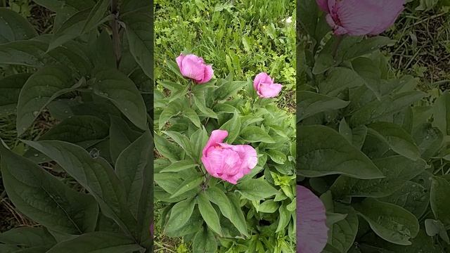 Земли России и заповедники,начали активно продавать!!!Что происходит?Россию распродают??? смотреть онлайн