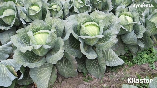 Новое поколение кила устойчивой капусты - гибрид КИЛАСТОР F1. смотреть онлайн