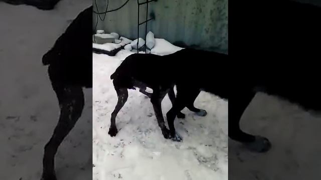 Сабака смотреть онлайн