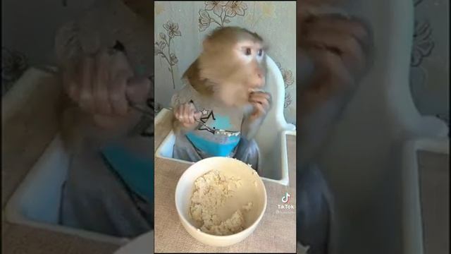 ОБЕЗЬЯНКА КОТОРАЯ ЖИВЁТ ДОМА У ЛЮДЕЙ ???ОНА ЕСТ ВСЕ ???? смотреть онлайн