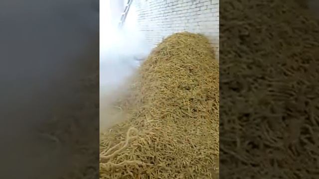 Процесс экструдирования кукурузы экструдером ES-1000 Avto max, г. Ярославль. смотреть онлайн