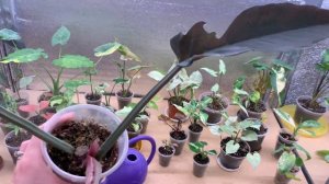 Филодендроны Карамель Марбл и мои неудачи с ними ;)