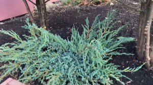 Можжевельник БЛЮ КАРПЕТ в оформлении участка ? Оголяю ножки туям