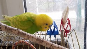 Волнистый попугай Тоша разговаривает / Говорящий попугай