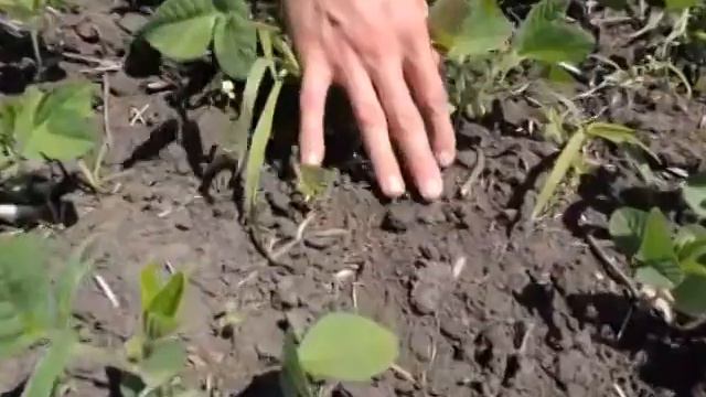 ПЕРВЫЙ РЕЗУЛЬТАТ ПОСЕВА СОИ смотреть онлайн