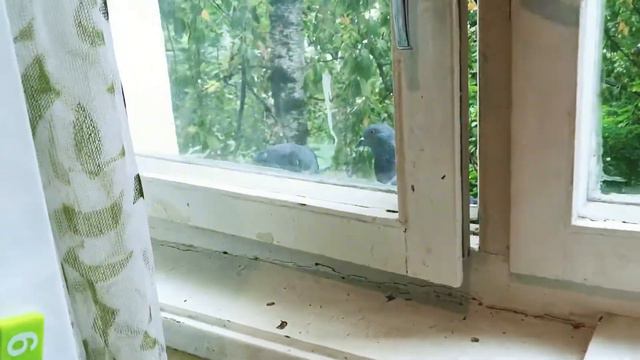 Кот и питбуль - напарники в засаде. Охота на голубей смотреть онлайн