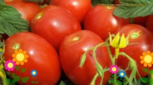 Томат сортовой Валентина. Краткий обзор, описание характеристик, где купить семена Valentina