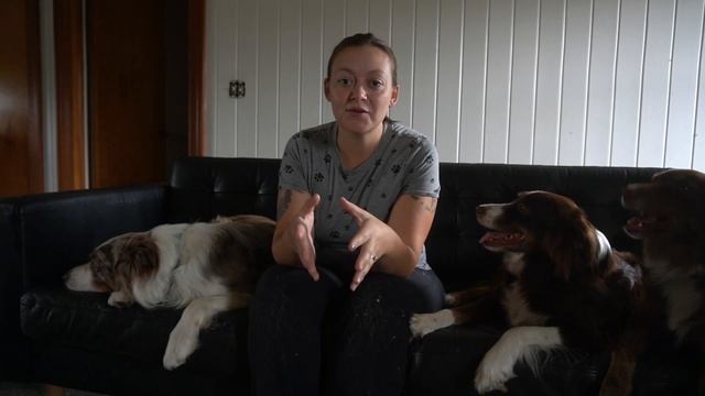 Herding Dogs | Getting Started & Where WE Are смотреть онлайн