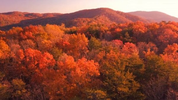 Soothing Scenes Of Autumn Nature With Piano Music And Birds Sounds. Осень, природа, фортепиано.