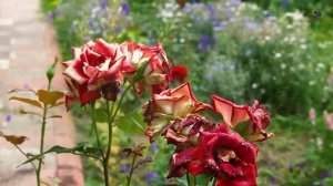 Рецептов десертов Азербайджанская Кухня Деревенская Кухня  Рецепты