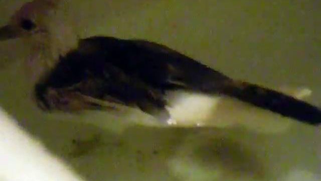 Чайка плавает в ванне смотреть онлайн