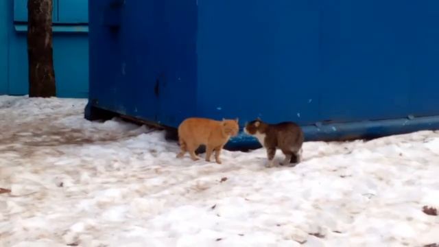 Как кошки разговаривают друг с другом! смотреть онлайн