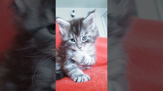 Котёнок мейн-кун из питомника Страна Гулливеров - XX3 смотреть онлайн