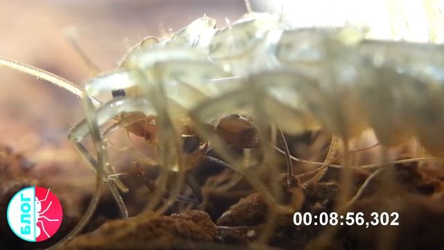 Scutigera coleoptrata. Монстр атакует и поедает. смотреть онлайн