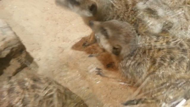 Cурикаты_2017_05 смотреть онлайн