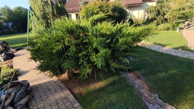 Декоративная обрезка можжевельника до обрезки. сад Марии никоновой смотреть онлайн