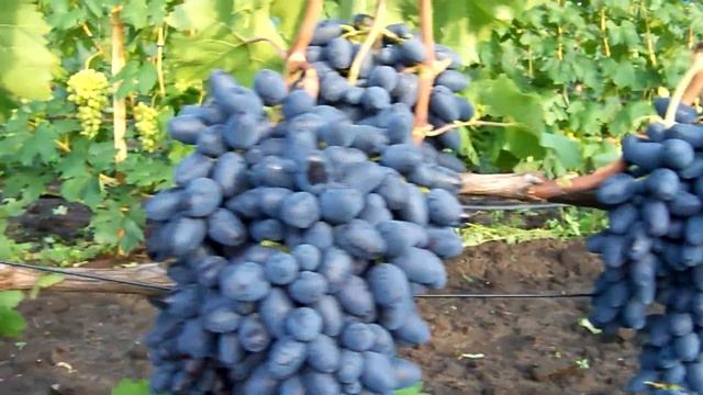 Виноград сорта "Атос". "Grapes "Athos". смотреть онлайн
