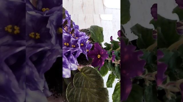 С Вербным воскресеньем! смотреть онлайн
