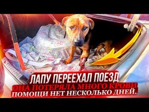 ОТРЕЗАЛО лапу поездом несколько дней без помощи, потеряла много крови. Минеральные воды!