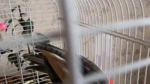 Адаптация попугая кореллы. Первый день дома.