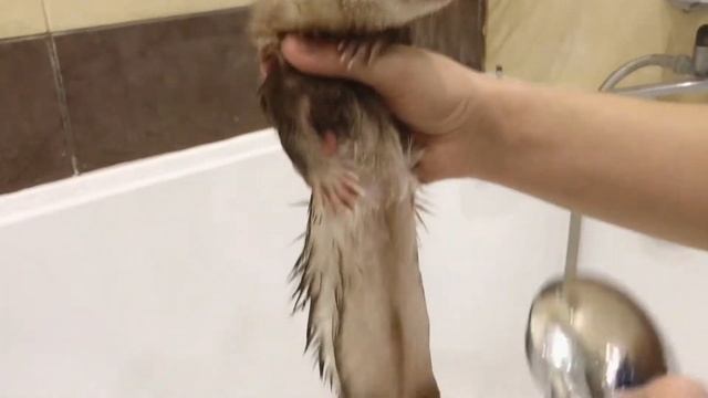 Как правильно купать хорька//Купаем хорька