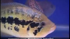 Какие виды южноамериканских цихлид из семейства Цихловые (Cichlidae) содержат в домашнем аквариуме