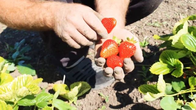 Сорт клубники Брилла. Бриллиант среди новинок летних сортов клубники. смотреть онлайн