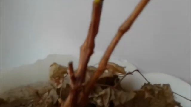 Весна для винограда смотреть онлайн