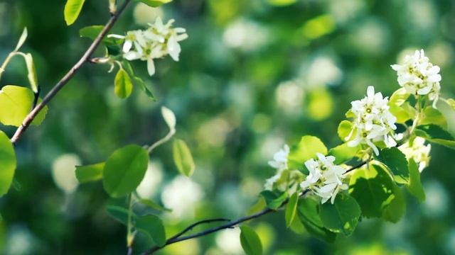 Ирга цветёт в лесу | Футажи красивая природа [FullHD] смотреть онлайн