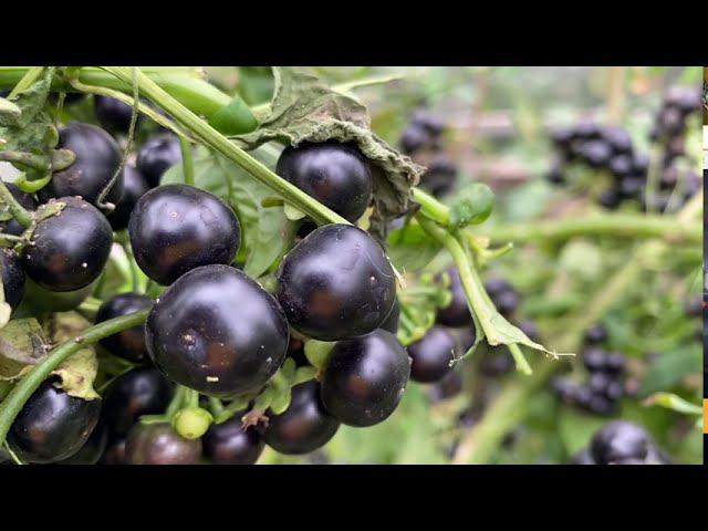 Паслен, культура понижающая кровяное давление. смотреть онлайн