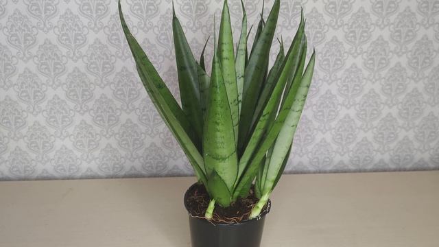 Сансевиерия. Новый сорт Сансевиерии Silver Parrot, Silver Princess. Сансевиерия из Голландии. смотреть онлайн