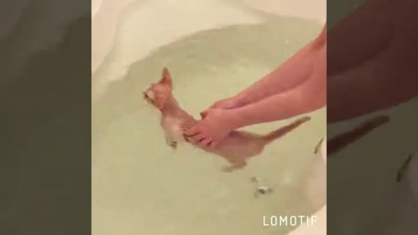 Девон Рекс. Плавающие Девоны Sapfir Honeyelf*RU Cattery (питомник Девон Рекс)