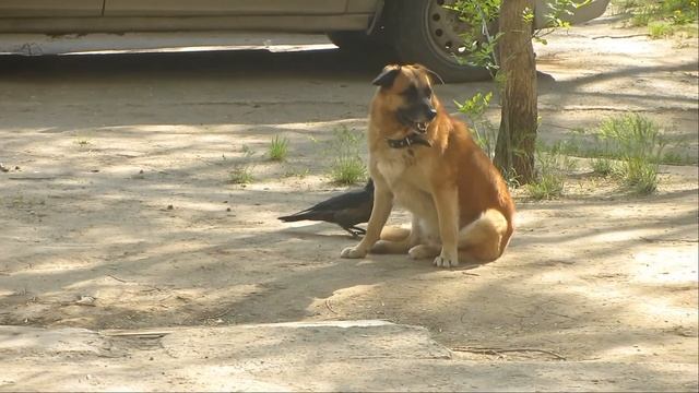 Надоедливая ворона. Annoying crow. смотреть онлайн