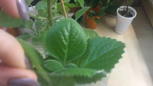 Плектрантус (Комнатная мята). Обрезка и укоренение. (4 часть)