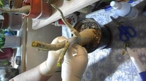 Прививаем адениум сам на себя