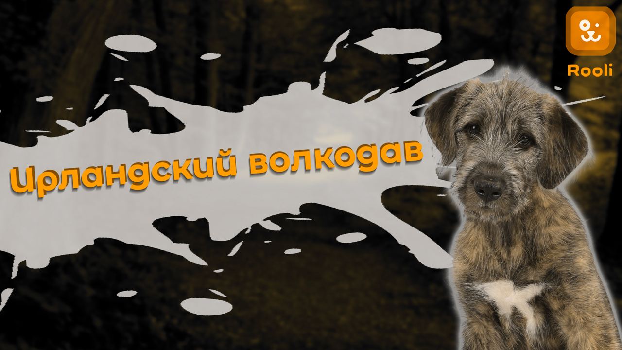 Ирландский Волкодав: Величественный Страж и Нежный Друг смотреть онлайн