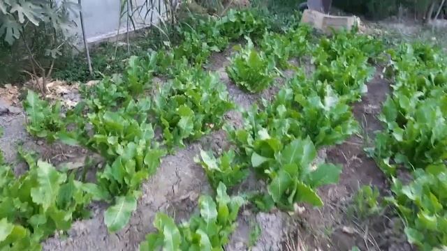 Хренни нархлари ва биринчи теримдан кейинги холати смотреть онлайн