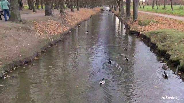 Аsmr. Enjoy the nature of Peterhof. Sweet dreams.Осенний Петергоф.Сладкие сны. смотреть онлайн