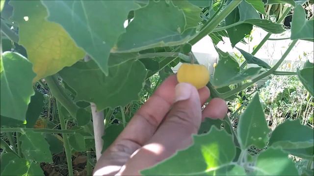 Ground Cherries - Summer 2020 смотреть онлайн