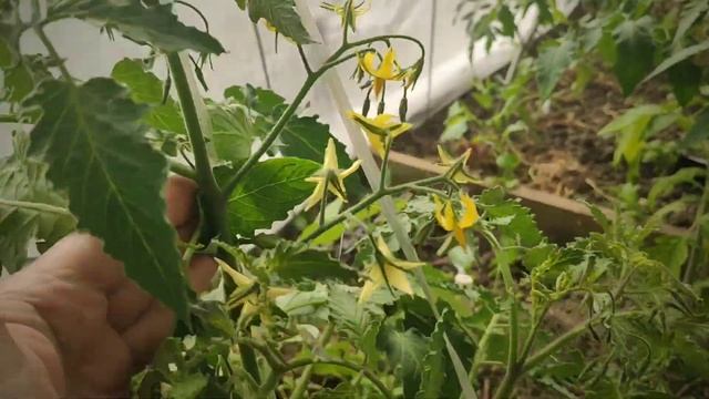 Утренняя процедура с цветущими томатами для завязывания плодов. смотреть онлайн