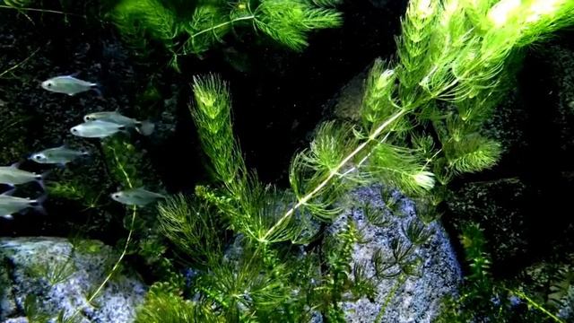 МУЗЫКА РАССЛАБЛЯЮЩАЯ И УСПОКАИВАЮЩАЯ ПОСЛЕ ТРУДНОГО РАБОЧЕГО ДНЯ.КРАСИВЫЕ ВИДЕО ВОДНОГО МИРА. смотреть онлайн