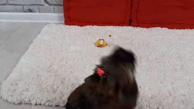 Цветной Йорк, 2 м, видео о йорках смотреть онлайн