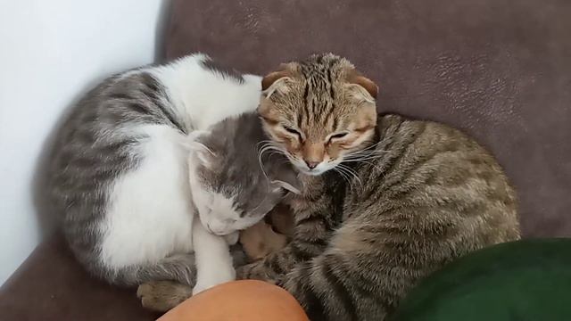 Котики сладко спят. The cats are sleeping sweetly смотреть онлайн