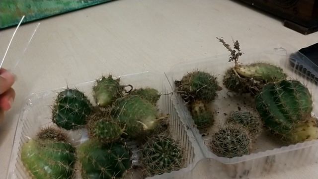 уход за кактусами Кактус эхинопсис острогранный размножение детками смотреть онлайн