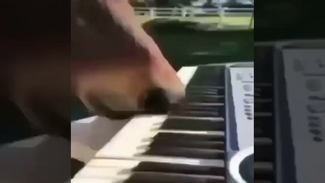 Кошка и лошадка музицируют смотреть онлайн